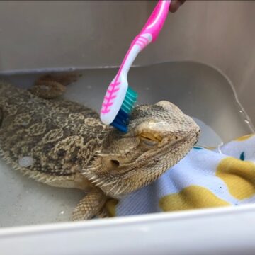 Ready Rango, Bathtime